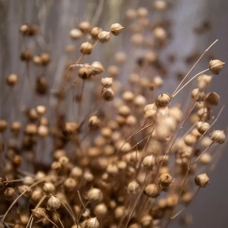 La Torre بيلجيراتي